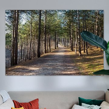 La forêt de Schoorl