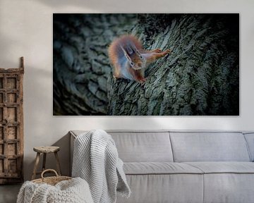 Climbing with the squirrel :-) by Henk v Hoek