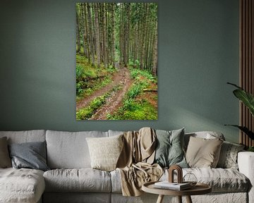 Rainy forest, Achouffe, Belgian Ardennes