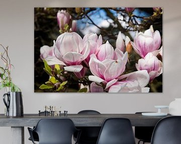 Magnolia in bloei van Peter Mensink