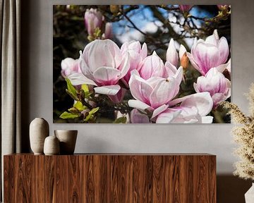 Magnolia en fleurs sur Peter Mensink