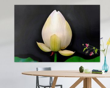 Heilige Lotus van Eduard Lamping