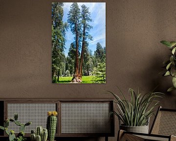 De reuzen van Sequoia Nationaal Park in Amerika van Linda Schouw