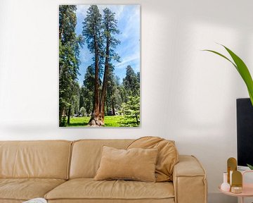 Die Giganten des Sequoia-Nationalparks in Amerika von Linda Schouw