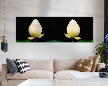 Heiliger Lotus Zwillinge von Eduard Lamping