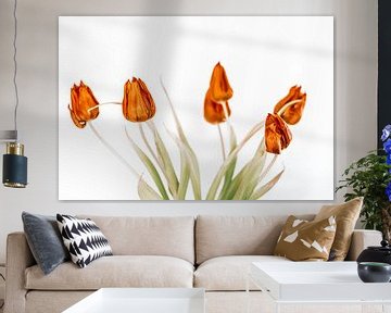 tulips von Michael Schulz-Dostal