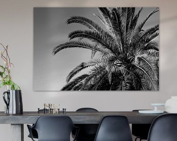 Palm tree in black and white by Bianca ter Riet