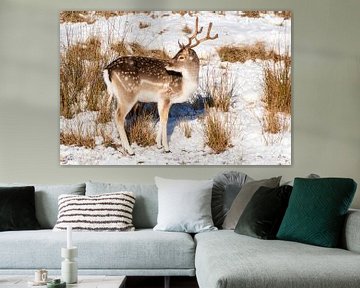 Damhert in de sneeuw Amsterdamse Waterleidingduinen van Merijn Loch