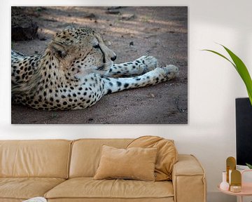 Cheetah in ruste van Nico Hochberger