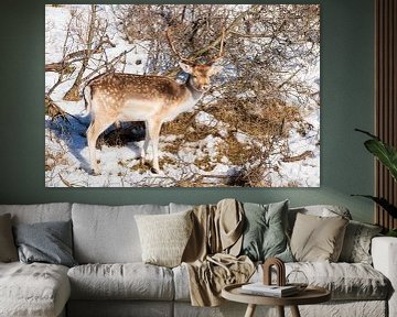 Fallow deer AWD by Merijn Loch