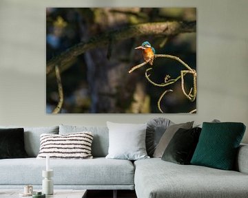 IJsvogel Amsterdamse Waterleidingduinen van Merijn Loch