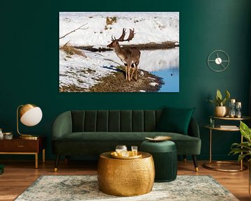 Fallow deer Amsterdam Water Supply Dunes in the snow by Merijn Loch