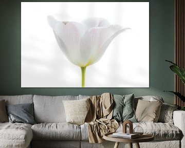 Tulp Wit uit Tulpenserie Suur van Marja Suur