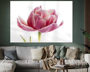 Tulp roze uit Tulpenserie Suur van Marja Suur