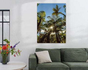 Palmiers fougères (Mount Maunganui, NZ Nouvelle-Zélande) sur Pascal Sigrist - Landscape Photography