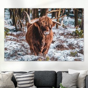 Schotse Hooglander in de sneeuw