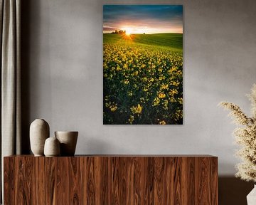 Rape field in the sunset by Martin Wasilewski