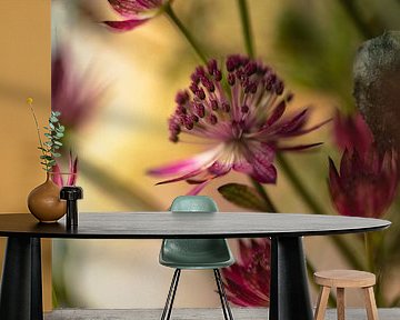 Flower #8 by tim eshuis