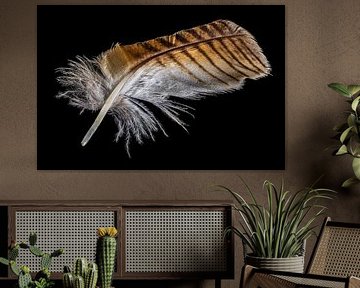 Eagle owl feather by Hans-Jürgen Janda