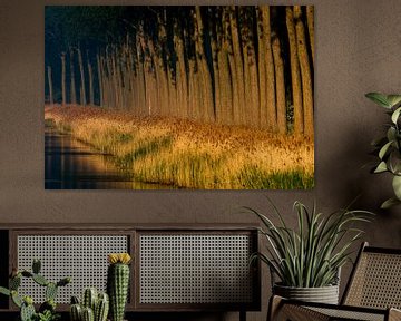 Rangée d'arbres le long d'un canal au coucher du soleil. sur Louis en Astrid Drent Fotografie