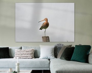 Een echt Nederlandse vogel, De Grutto op kenmerkende manier staand op een been op een paal. van Louis en Astrid Drent Fotografie