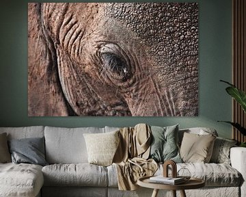 Close-up olifant van Esther van der Linden