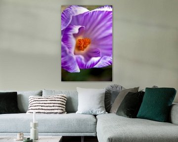 bloemenkunst |   macrofoto van krokus, oranje meeldraden in een bloem | fine art foto print van Karijn | Fine art Natuur en Reis Fotografie