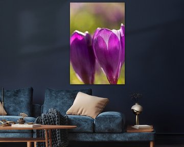 bloemenkunst |   macrofoto van krokus, oranje meeldraden in een bloem | lente bloem |fine art foto p van Karijn | Fine art Natuur en Reis Fotografie