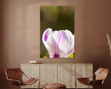 spring colors | floral art | macro photo of crocus, orange stamens in a flower | fine art photo prin by Karijn | Fine art Natuur en Reis Fotografie