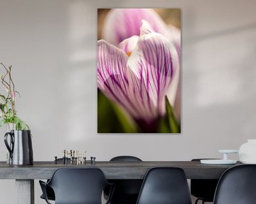lentebloem | bloemenkunst |   macrofoto van krokus, oranje meeldraden in een bloem | fine art foto p