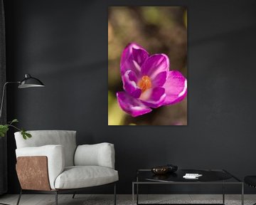 purple spring flower | floral art | macro photo of crocus, orange stamens in a flower | fine art pho by Karijn | Fine art Natuur en Reis Fotografie