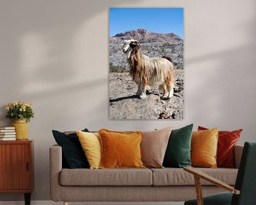 Langhaarige Ziege in den Bergen von Oman von The Book of Wandering