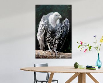 Vautour - un oiseau impressionnant sur Marly De Kok