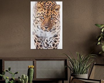 Het machtige luipaard gaat recht om u te bekijken verticale samenstelling, witte achtergrond van Michael Semenov