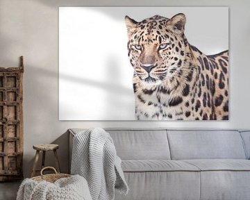 Een duidelijke foto van een luipaard uit het Verre Oosten op een witte achtergrond, een half figuur van Michael Semenov
