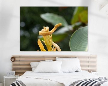 Yellow eyelash palm pitviper, Costa Rica van Mirjam Welleweerd