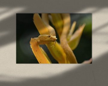 Yellow eyelash palm pitviper, Costa Rica