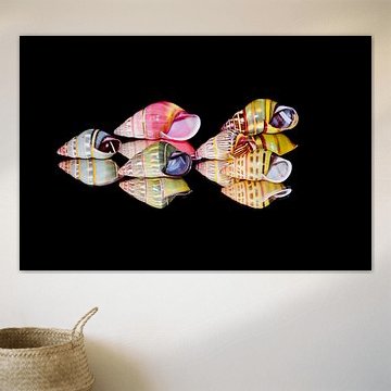 Landschnecken aus Indonesien