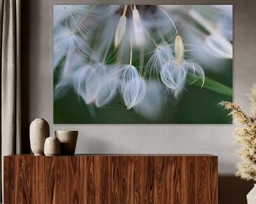 Dandelion fluff