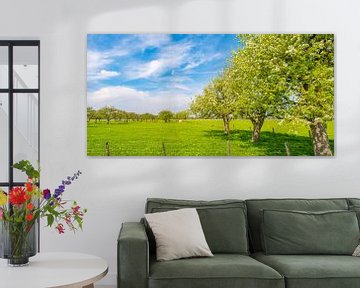 Rows of apple trees in an orchard with white blossom during spring by Sjoerd van der Wal Photography