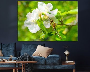 Libellule émeraude duveteuse assise sur une fleur de pommier sur Sjoerd van der Wal Photographie