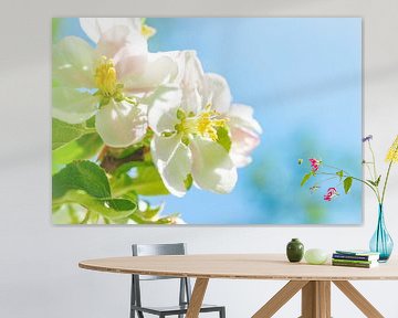 Witte bloesem aan een appelboom in de lente van Sjoerd van der Wal Fotografie