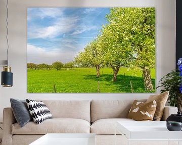 Rows of apple trees in an orchard with white blossom during spring