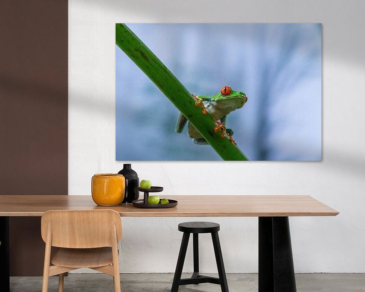Sfeerimpressie: Red-eyed tree frog, Costa Rica van Mirjam Welleweerd