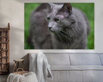 Vue de face d'un rare chat Nebelung ou Maine Coon aux yeux verts regardant vers la droite