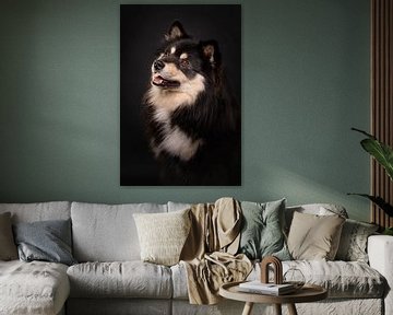 Portrait d'un chien Finnois Lapphund sur fond noir 3/3 sur Lotte van Alderen
