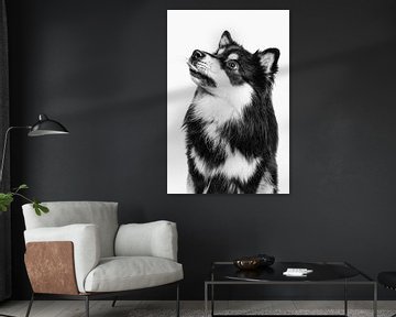 Porträt eines Finnischer Lapphund mit hellem Hintergrund von Lotte van Alderen