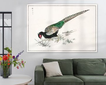 Groene fazant illustratie door Numata Kashu van Studio POPPY