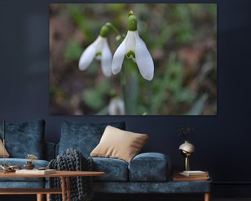 Snowdrops in the forest