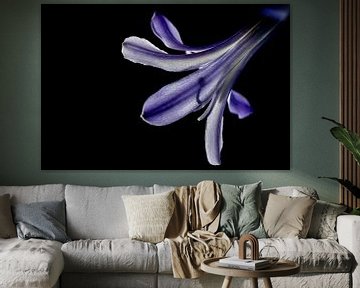 Beautiful flower of the African Lily with the silhouette of the pistil by Dafne Vos